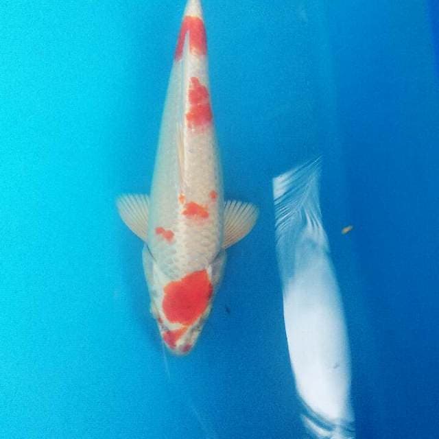 Kujaku merah bulky hikari full