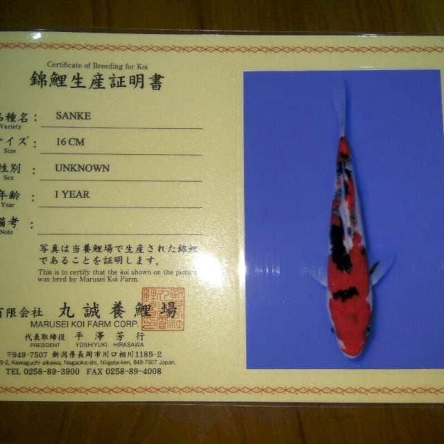 Sanke (Marusei) 16cm. Import dan sertifikat