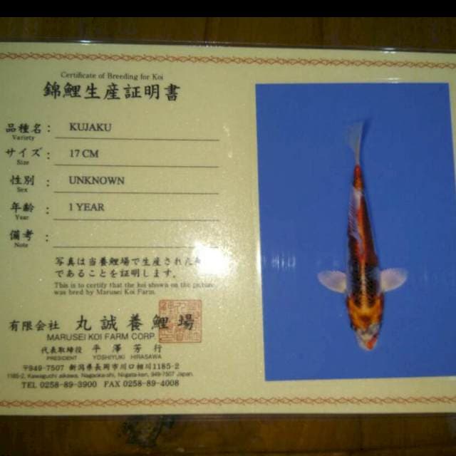 Kujaku (Marusei) 17cm. Import dan Sertifikat