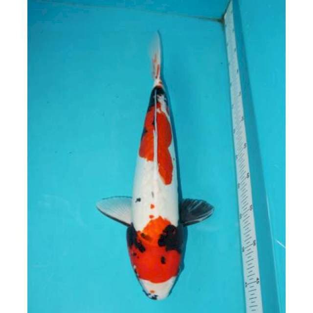 Doitsu Showa 44 cm