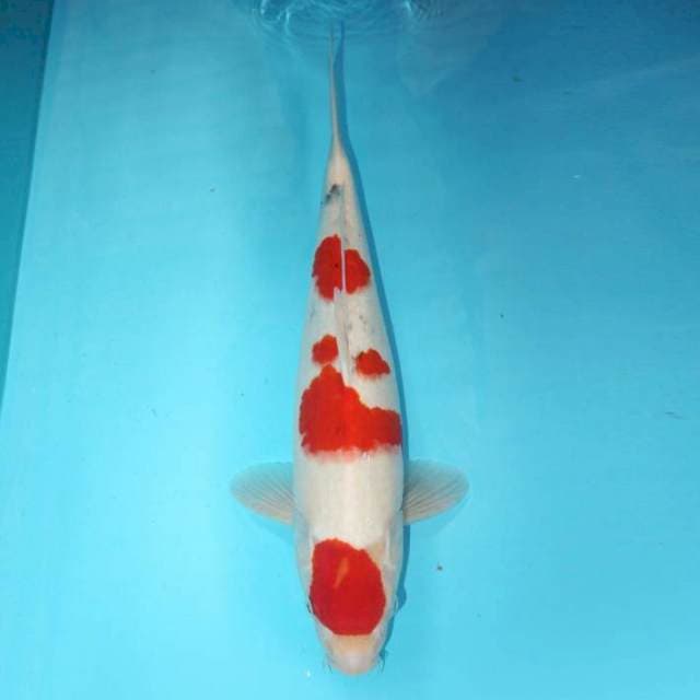 Sanke Tategoi 42 cm