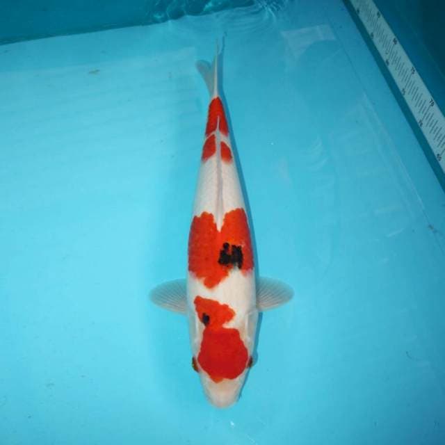 Sanke 40 cm