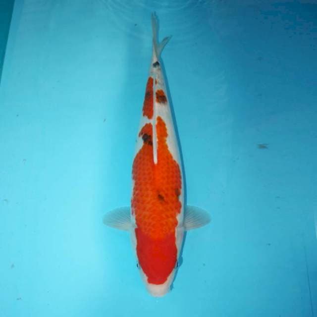 Sanke 40 cm
