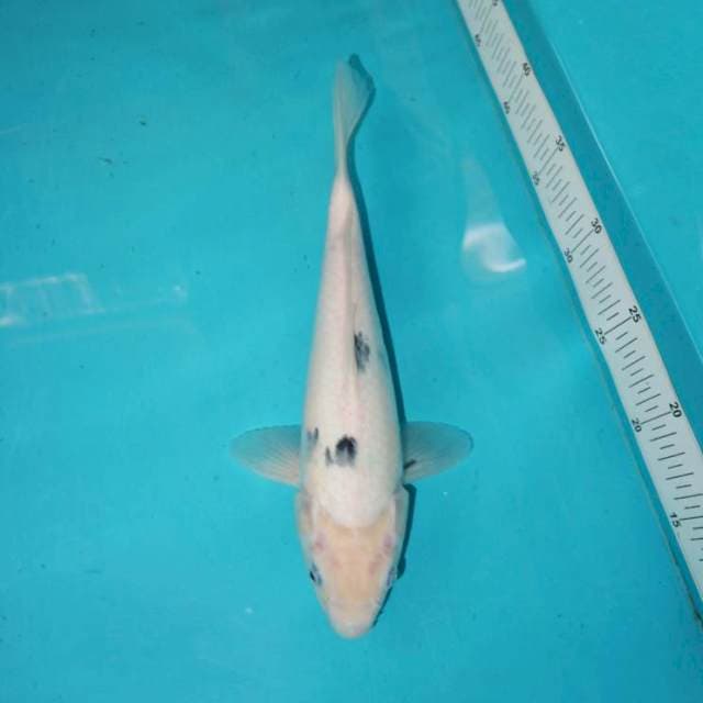 Bekko 29 cm