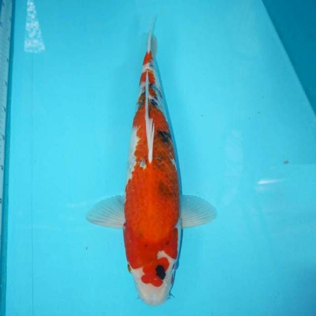 Showa 45 cm
