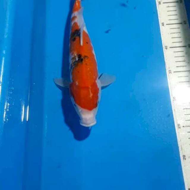 SANKE 32 CM