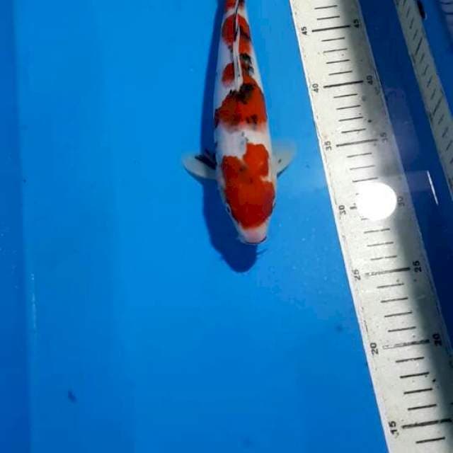 SHOWA RED STRONG 27 CM