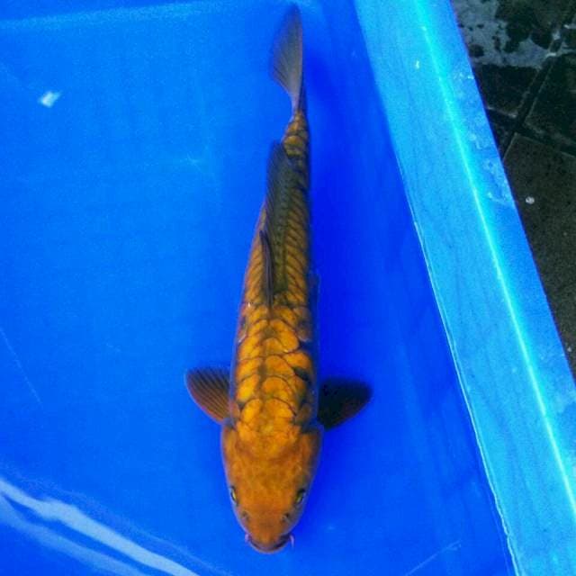 CHAGOI ARAGOKE T.A 36CM MALE