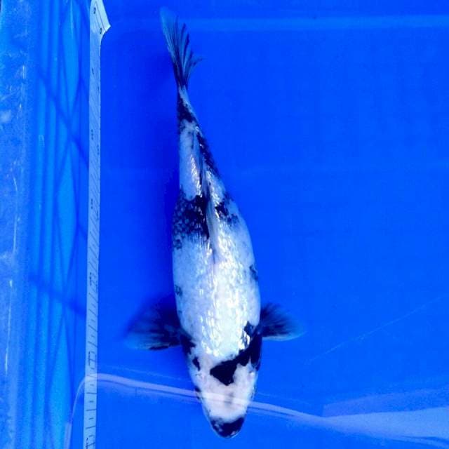 SHIRO GINRIN 30CM FEMALE T.A