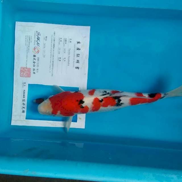 Sanke sakai female 37cm
