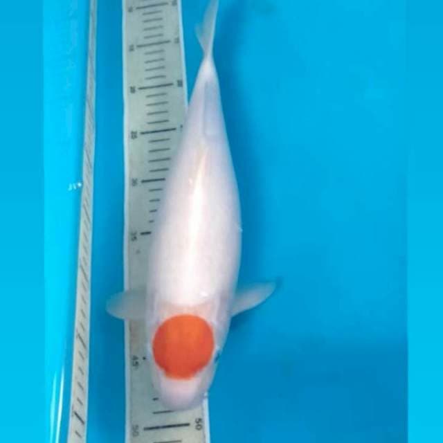Tancho 30 cm