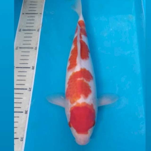 Kohaku Mantap 35 cm