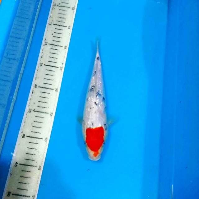 30bu original tancho ginrin sanke