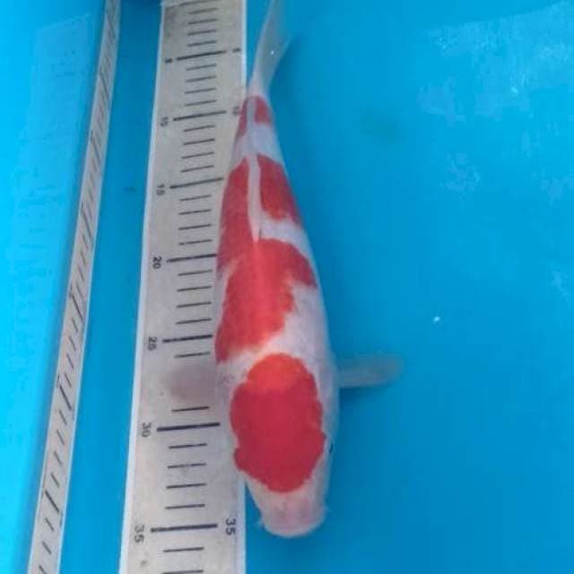 Kohaku 32 cm