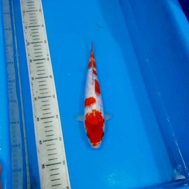 Kohaku ginrin 5step