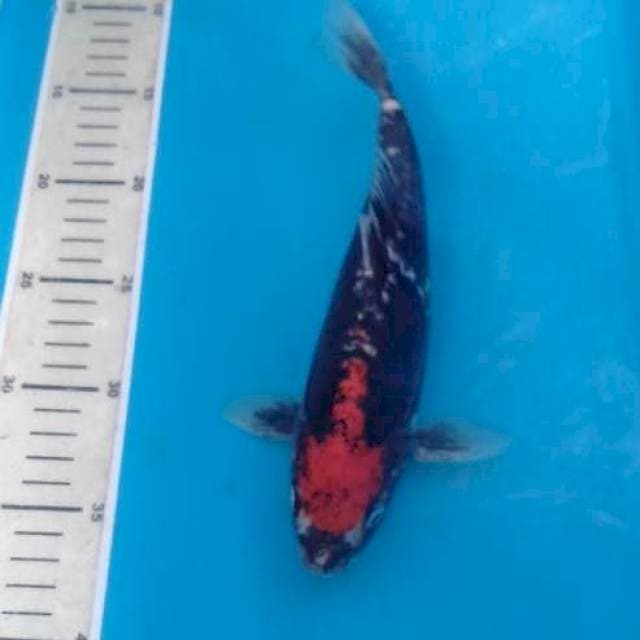 Beni Kumonryu 26 cm