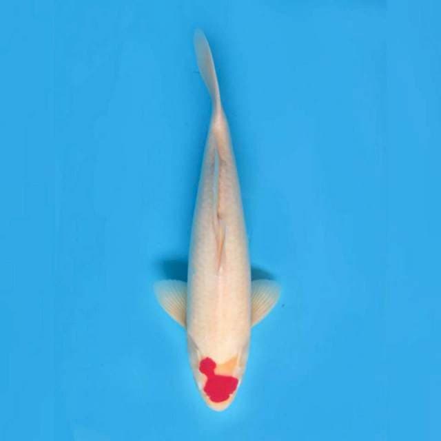 F1 Jumbo Tancho Kohaku Uniq , 45cm