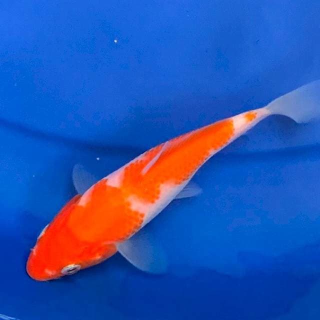 Kohaku 3 Step F1 MOMOTARO