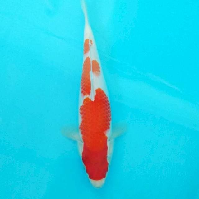 Kohaku step3