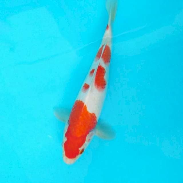 Kohaku 31cm