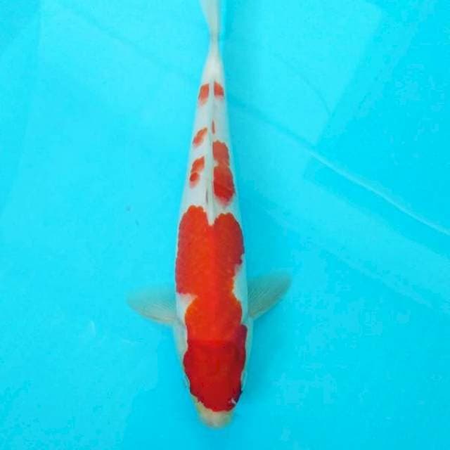Kohaku 27cm
