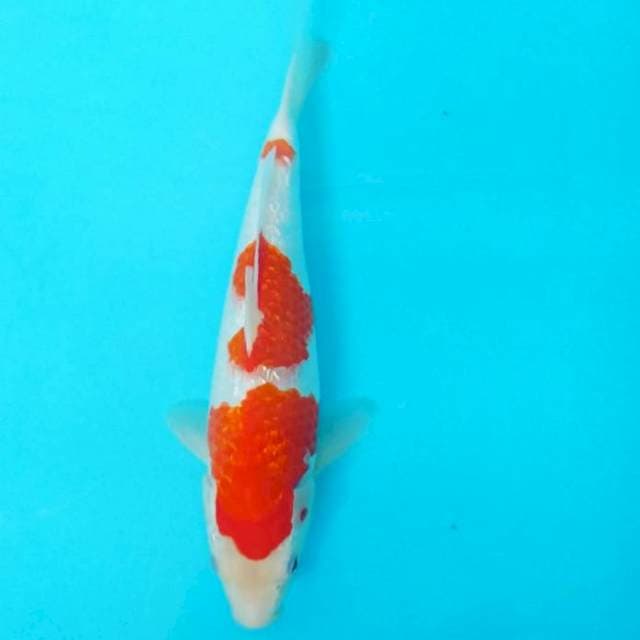 Kohaku 27 cm