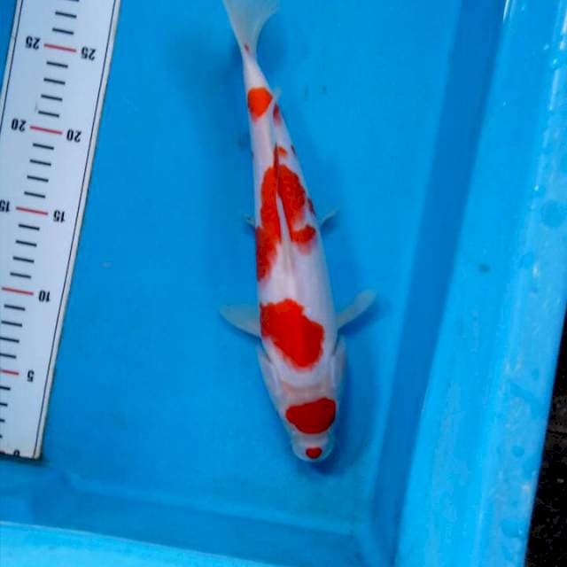 Kohaku Maruten Kucibeni