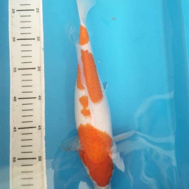 Kohaku mulus