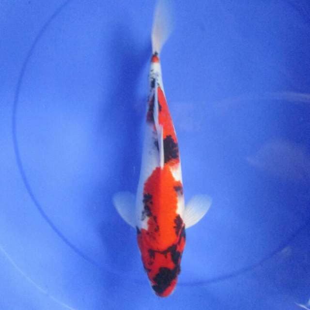 Showa male 30cm