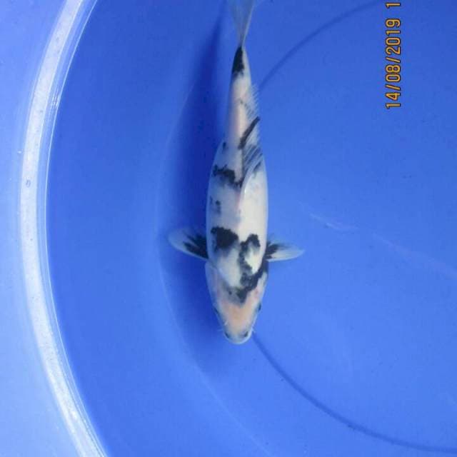Shiro27cm
