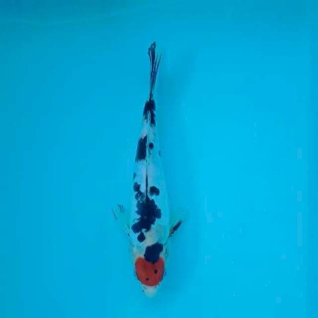 Tancho showa 22 cm