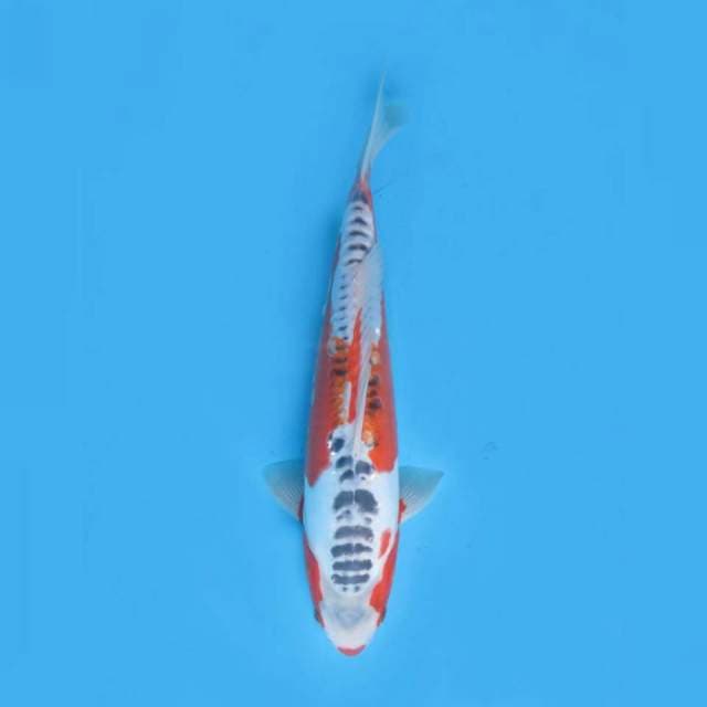 Tosai Hanna Shusui Grade A , 35cm