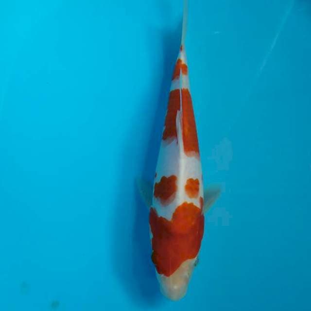 Kohaku 20 cm