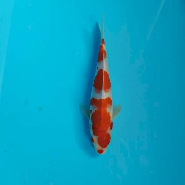 Kohaku 20 cm