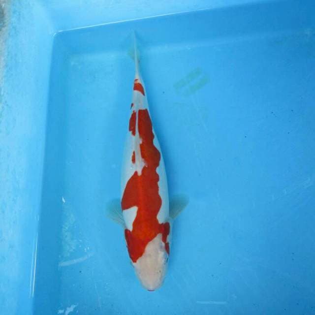 Kohaku doitsu inasuma ±28cm