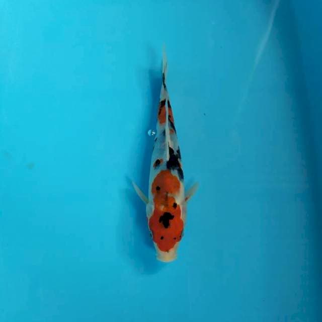 Showa 21 cm