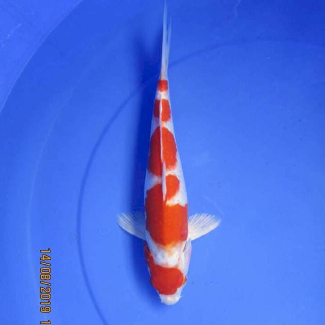 Maruten kohaku 30bu