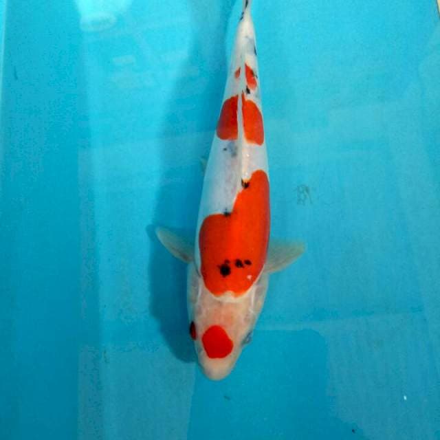 Sanke Maruten Doitsu