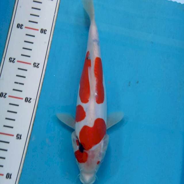 Sanke 26cm