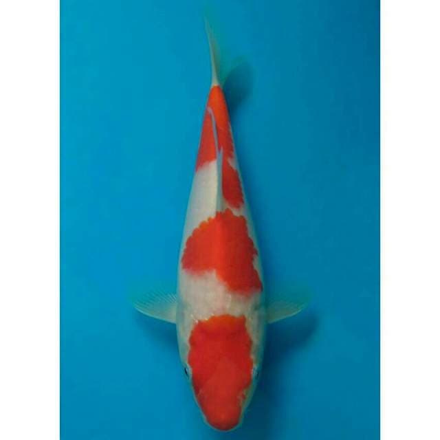 Ogata Kohaku