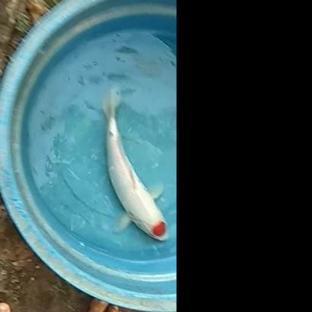 Near Koi - Tancho Sanke 31cm