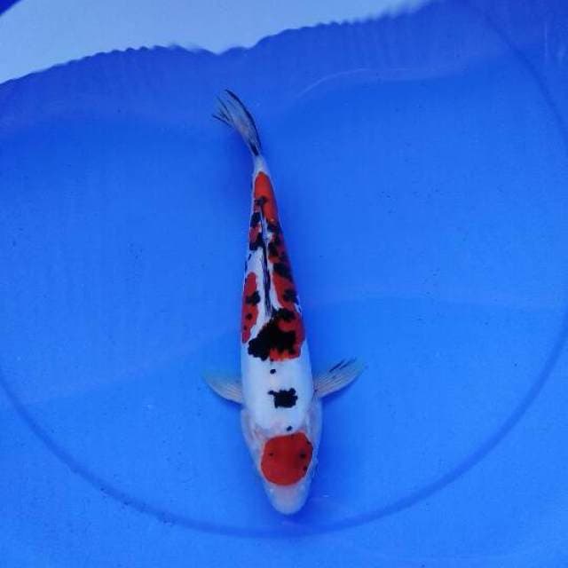 Maruten Sanke Doitsu