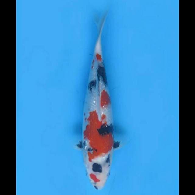 Kindai Showa Full Ginrin - 30cm