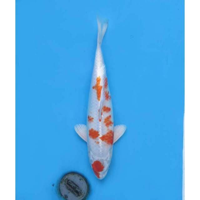 Maruten Hariwake Full Hikari 35cm
