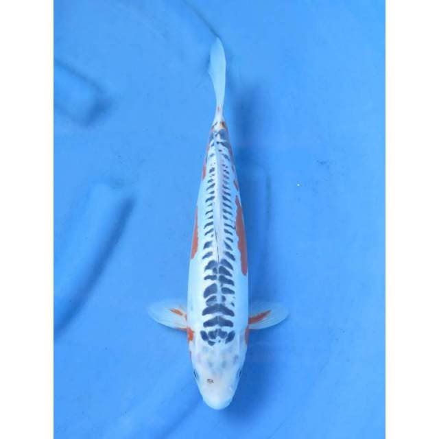 Shusui Ring Rapi, 34cm