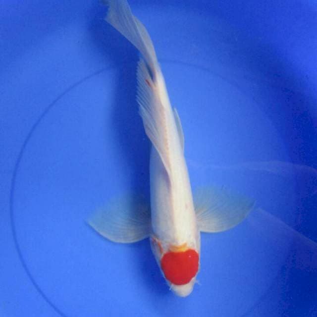 Merapikan. Kumpay tanco kohaku 40cm