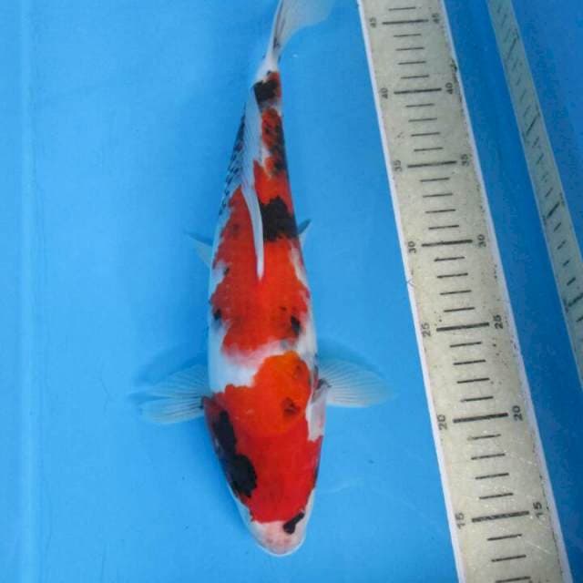 Sansoku27cm