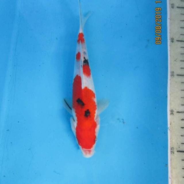 Sansoku
