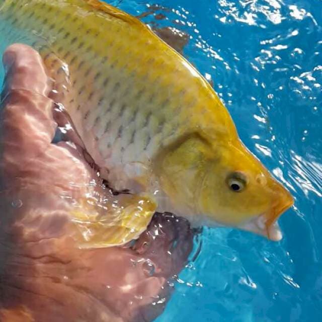 midori berpunuk
