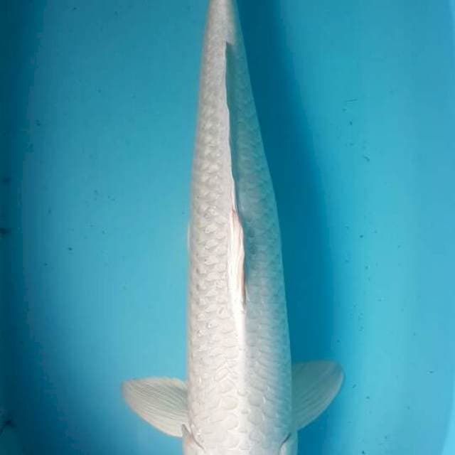 platinum 65 cm